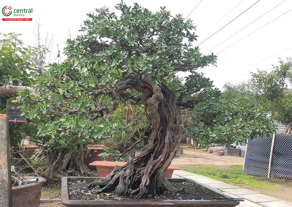 Cây Linh sam bonsai dáng đẹp