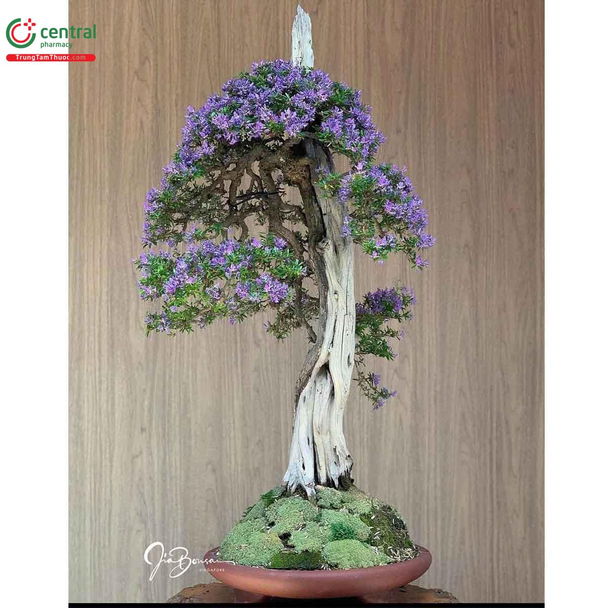 Cây Linh sam bonsai dáng đẹp