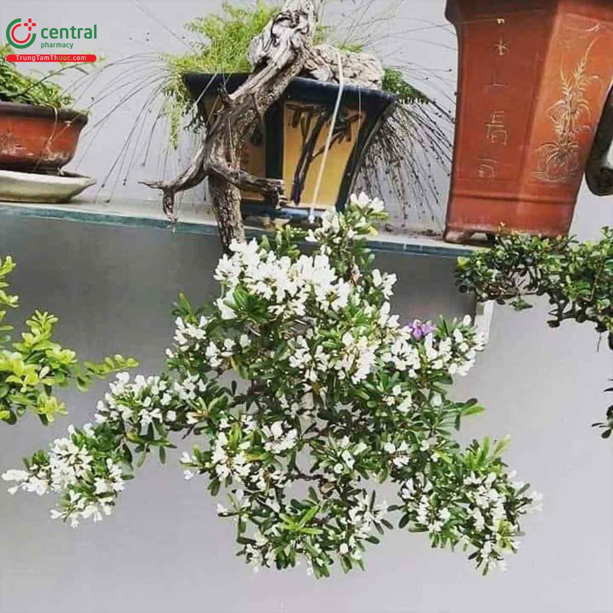 Cây Linh sam bonsai dáng đẹp