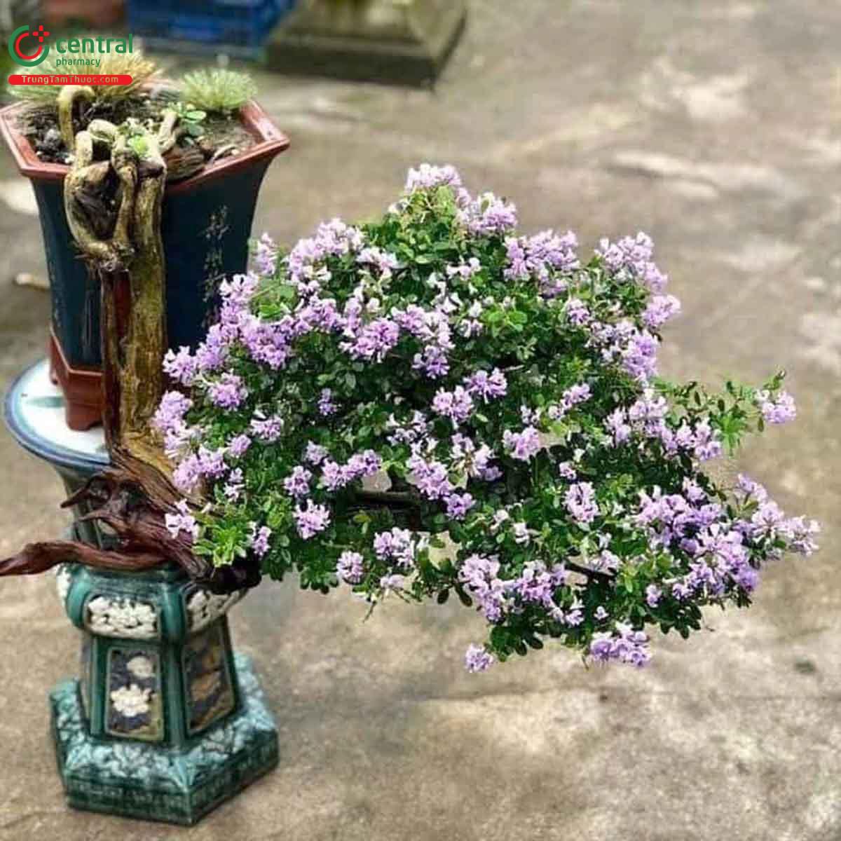 Cây Linh sam bonsai dáng đẹp