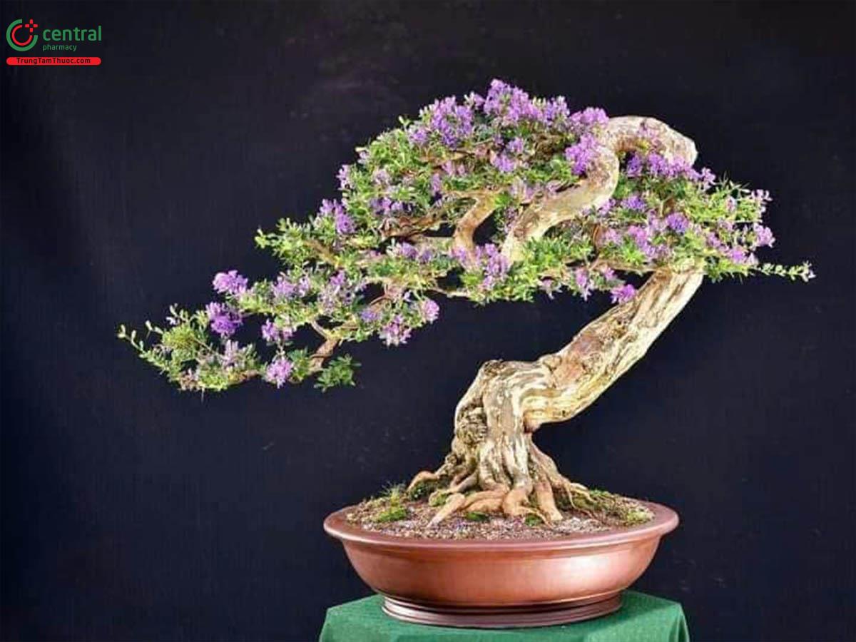 Cây Linh sam bonsai dáng đẹp