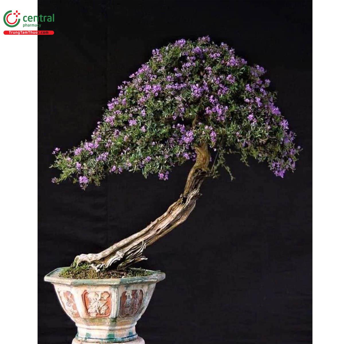 Cây Linh sam bonsai dáng đẹp