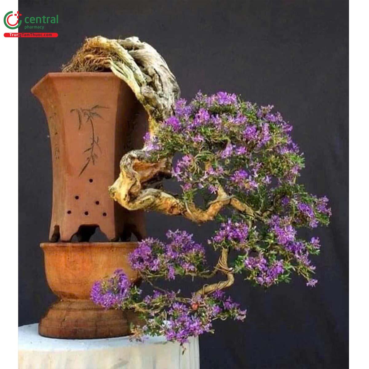 Cây Linh sam bonsai dáng đẹp