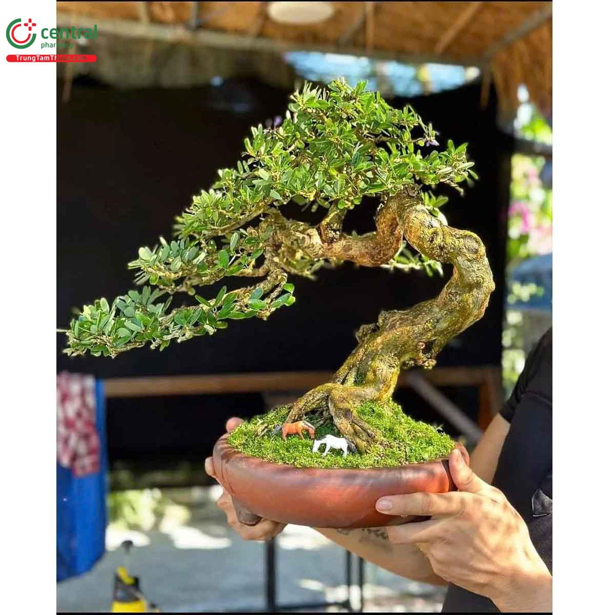 Cây Linh sam bonsai dáng đẹp