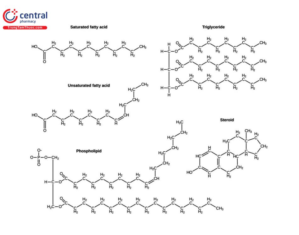 Một số công thức cấu tạo của Lipid