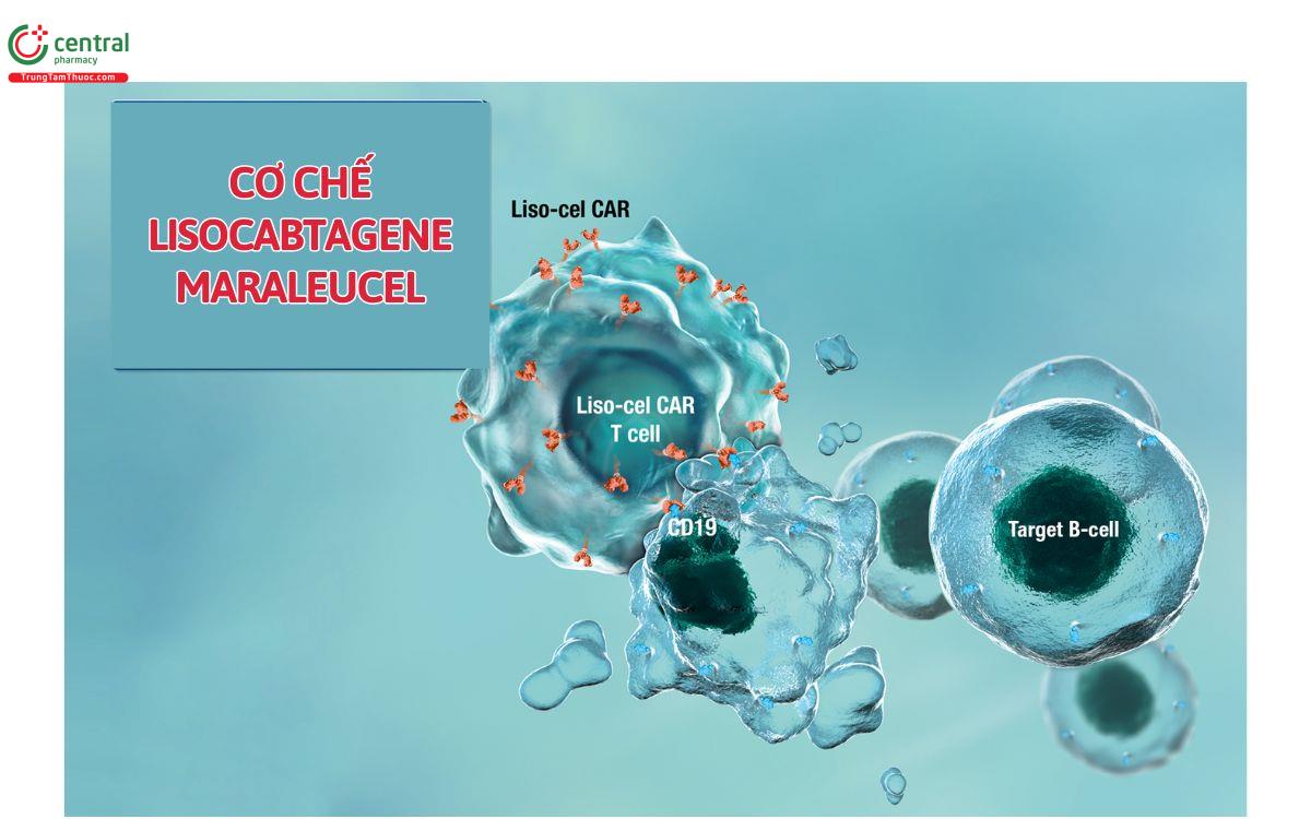 Cơ chế Lisocabtagene Maraleucel