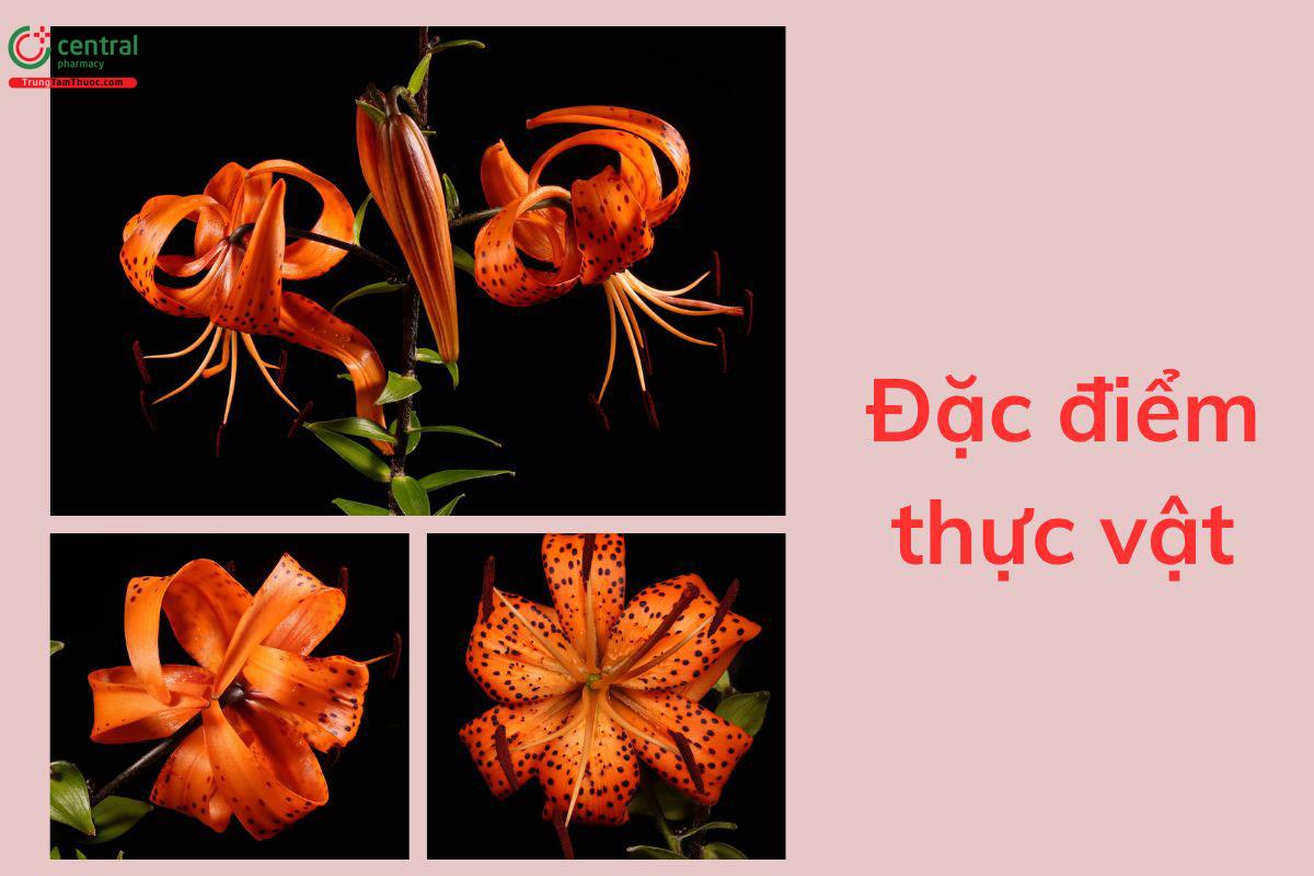 Đặc điểm thực vật