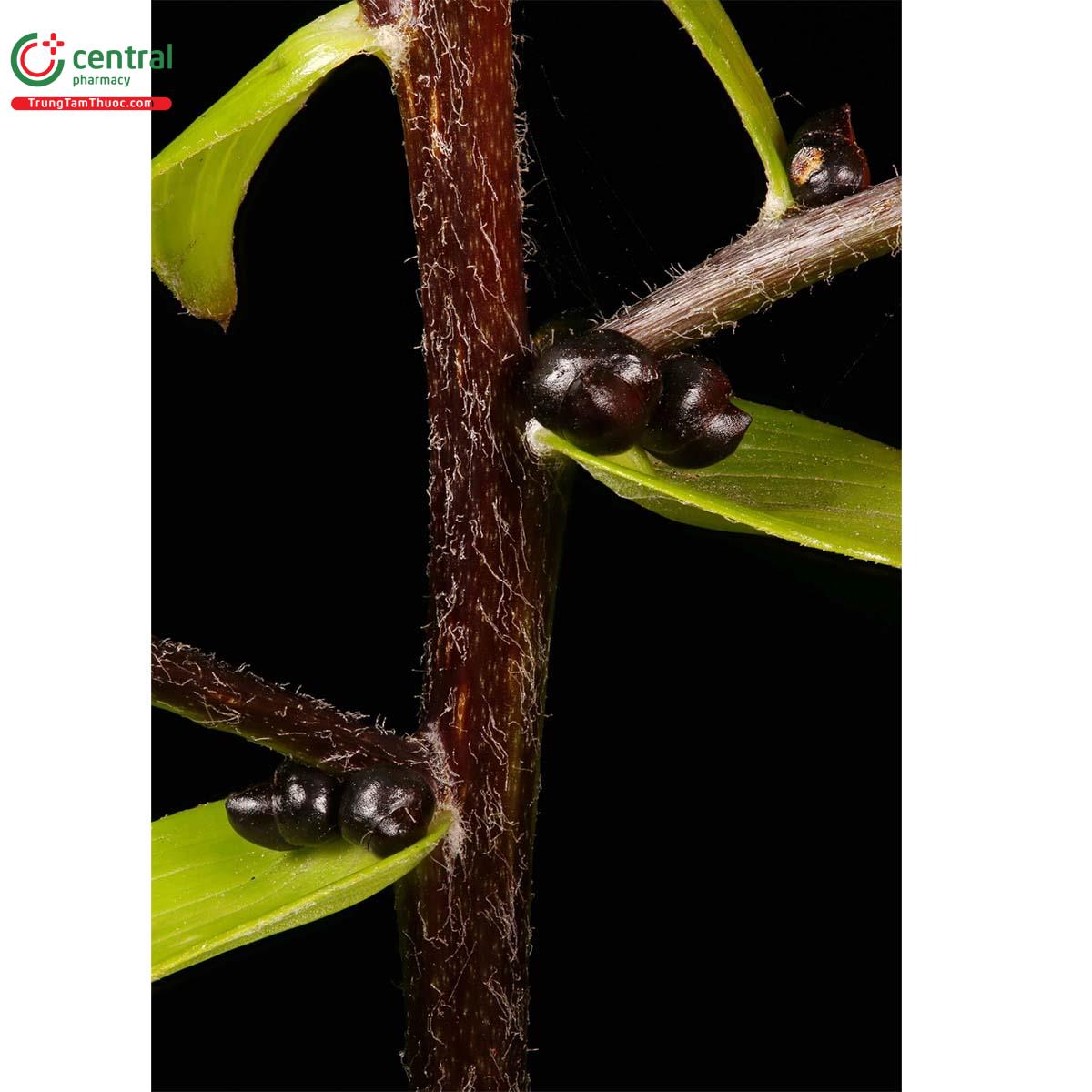 Tác dụng của cây Loa kèn vằn