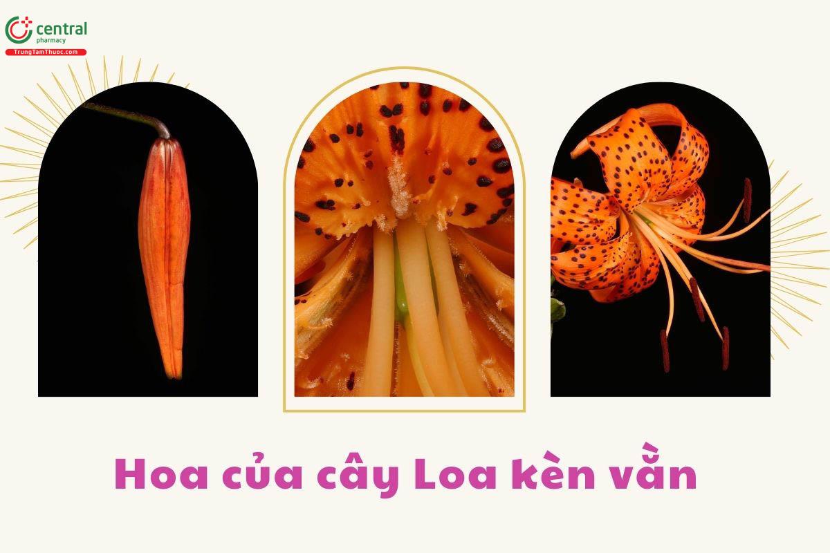 Công dụng theo Y học cổ truyền