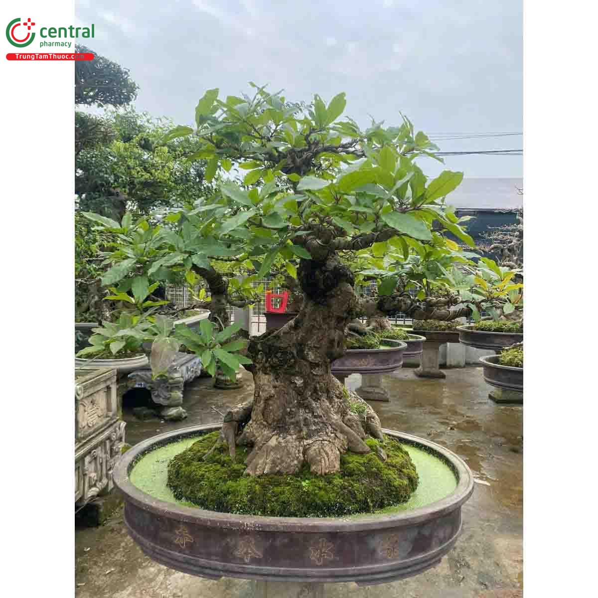 Hình ảnh cây Lộc vừng bonsai dáng đẹp