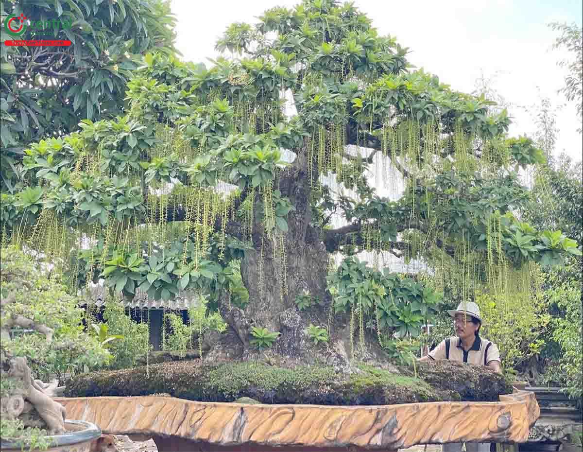 Hình ảnh cây Lộc vừng bonsai dáng đẹp