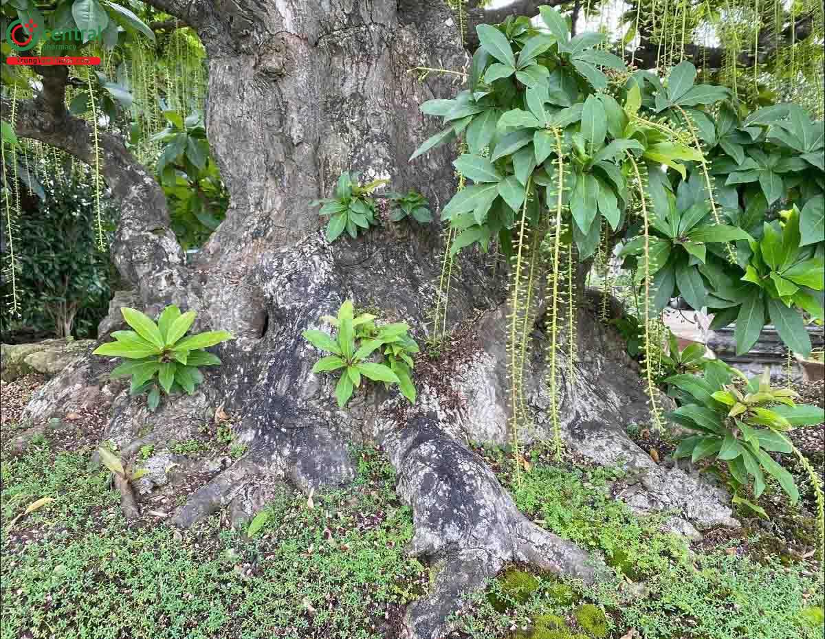 Hình ảnh cây Lộc vừng bonsai dáng đẹp