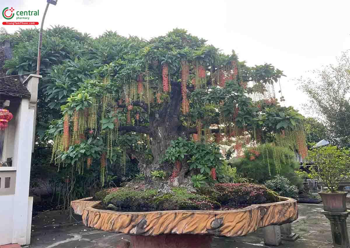 Hình ảnh cây Lộc vừng bonsai dáng đẹp