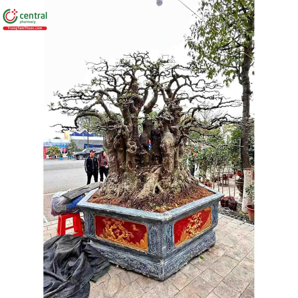 Hình ảnh cây Lộc vừng bonsai dáng đẹp