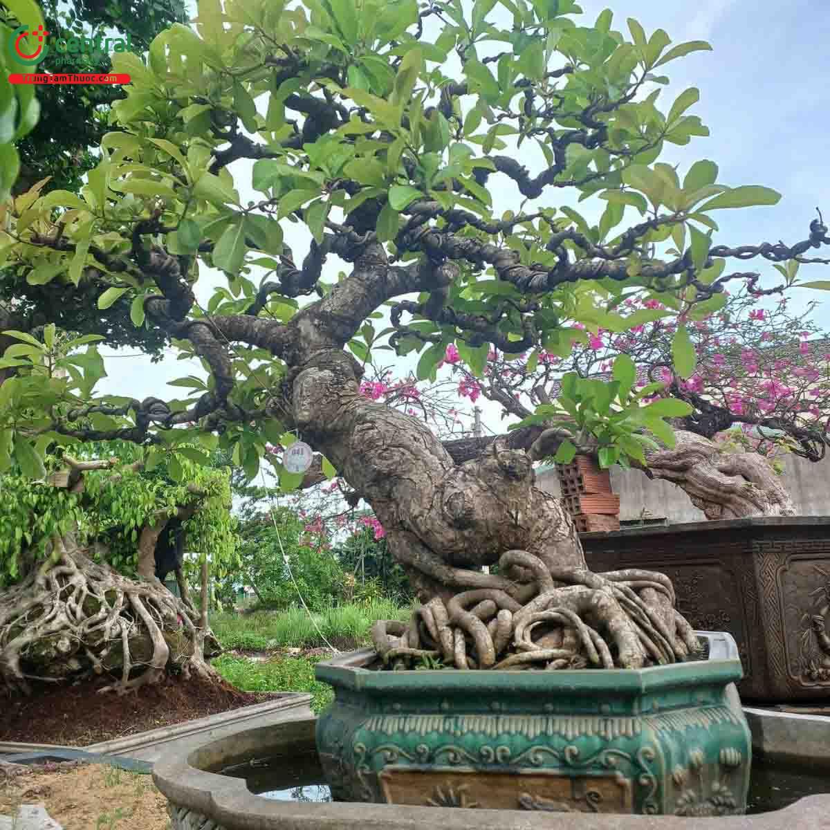 Hình ảnh cây Lộc vừng bonsai dáng đẹp