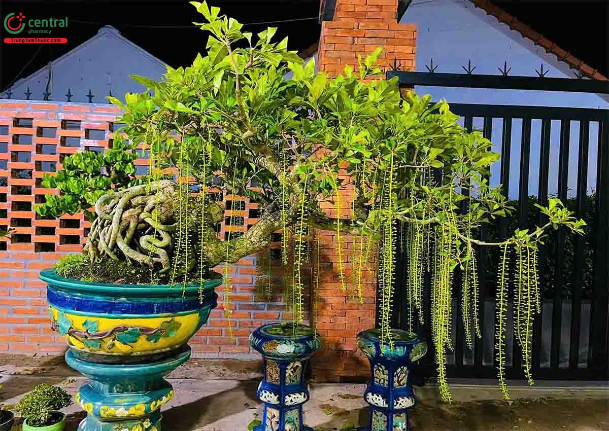 Hình ảnh cây Lộc vừng bonsai dáng đẹp