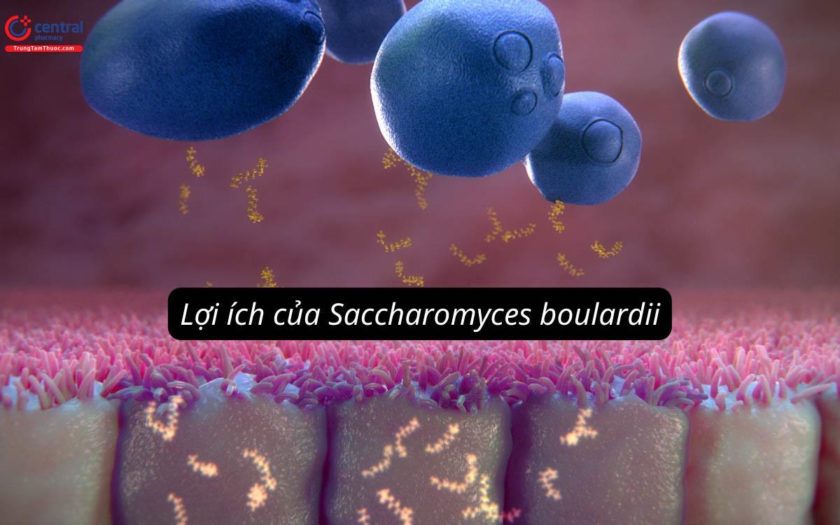 Lợi ích của Saccharomyces boulardii