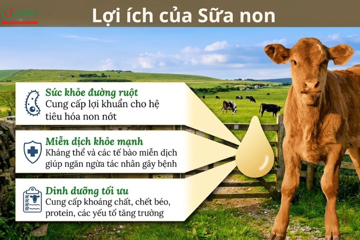 Lợi ích của sữa non với sức khỏe