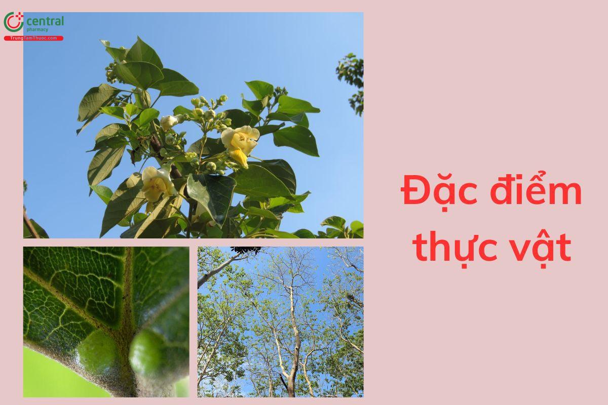 Đặc điểm thực vật