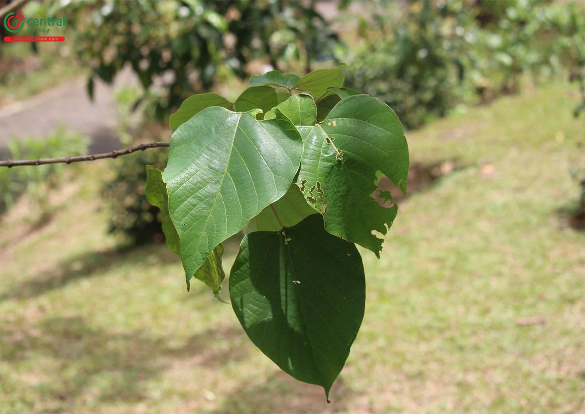 Thành phần hóa học