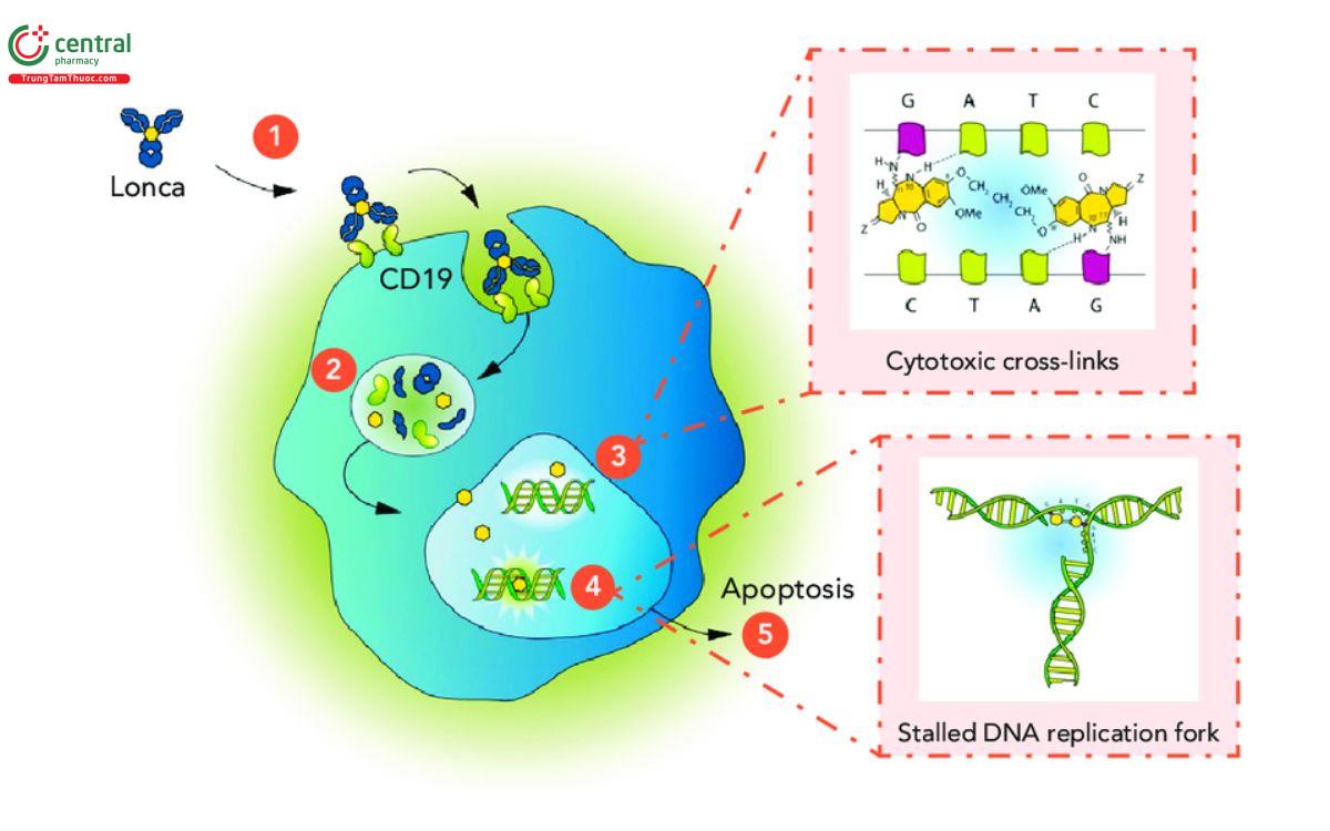 Cơ chế Loncastuximab tesirine 