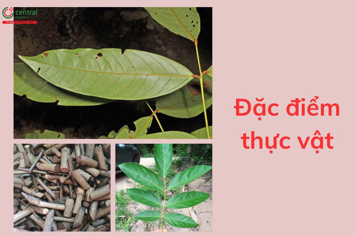 Đặc điểm thực vật