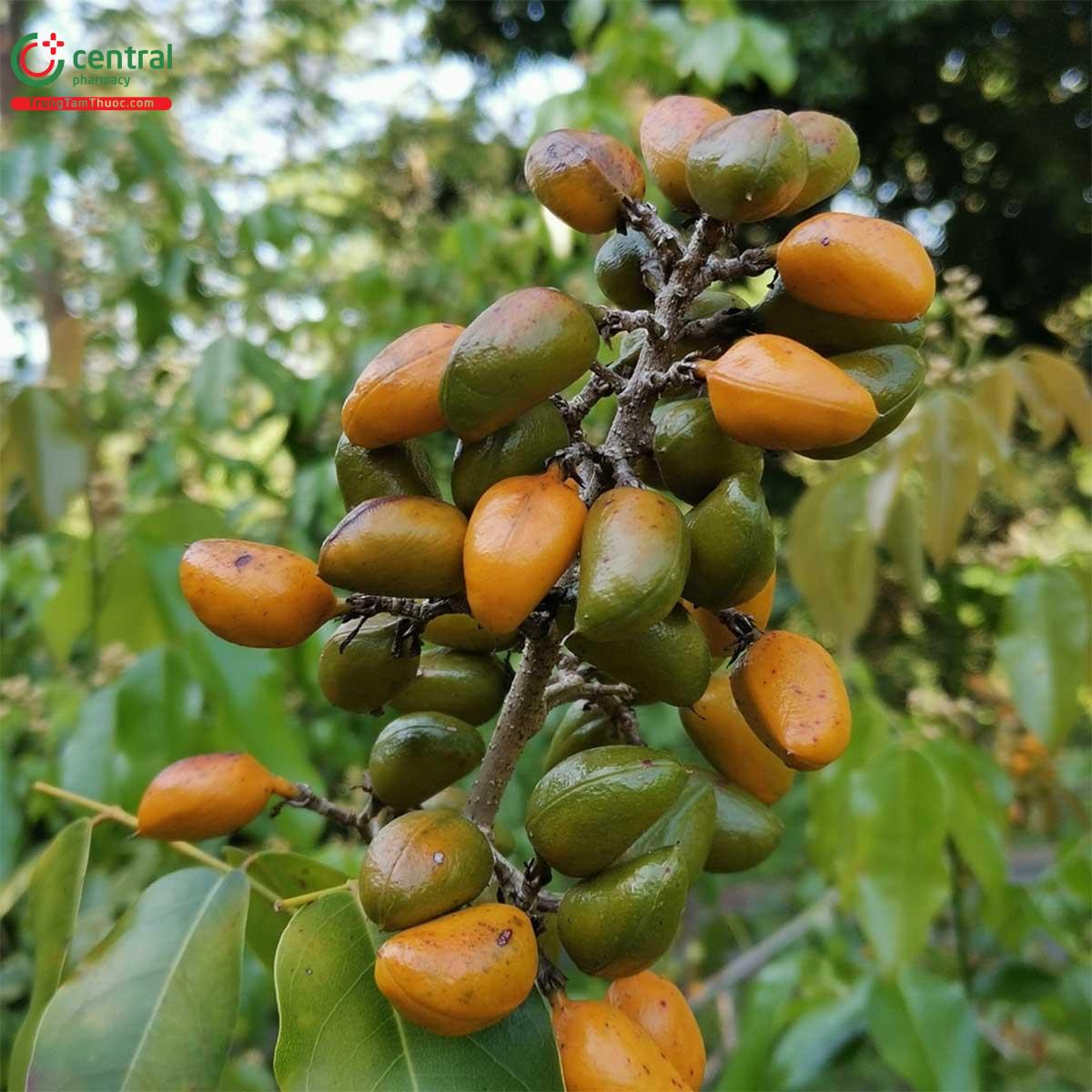 Quả của cây Lốp bốp năm nhị
