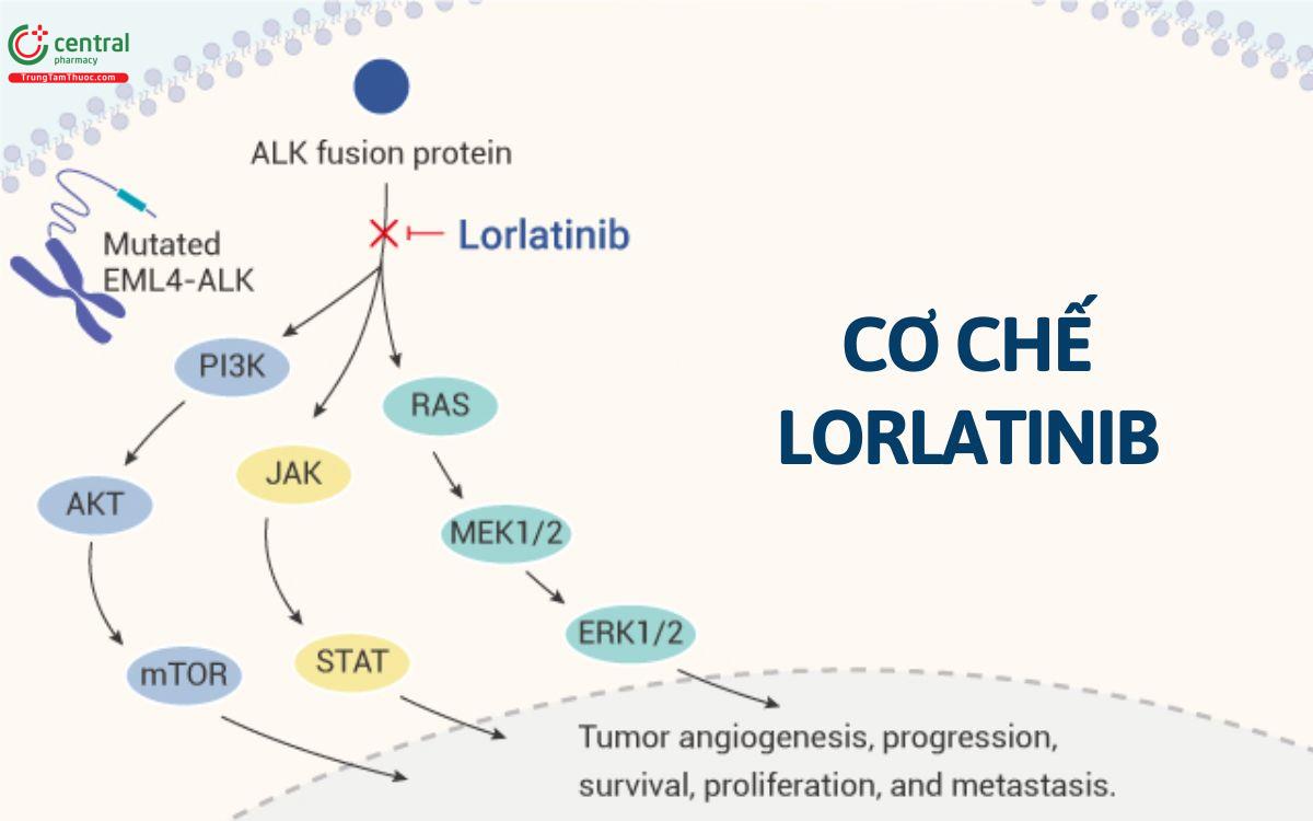 Thu c Lorlatinib i u Tr Ung Th Ph i Kh ng T B o Nh D ng T nh ALK Thu c Lorlatinib i u Tr Ung Th Ph i Kh ng T B o Nh D ng T nh ALK