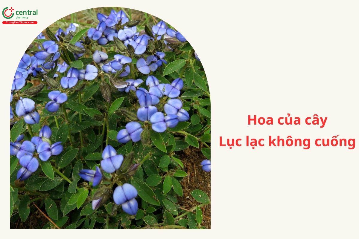 Đặc điểm phân bố