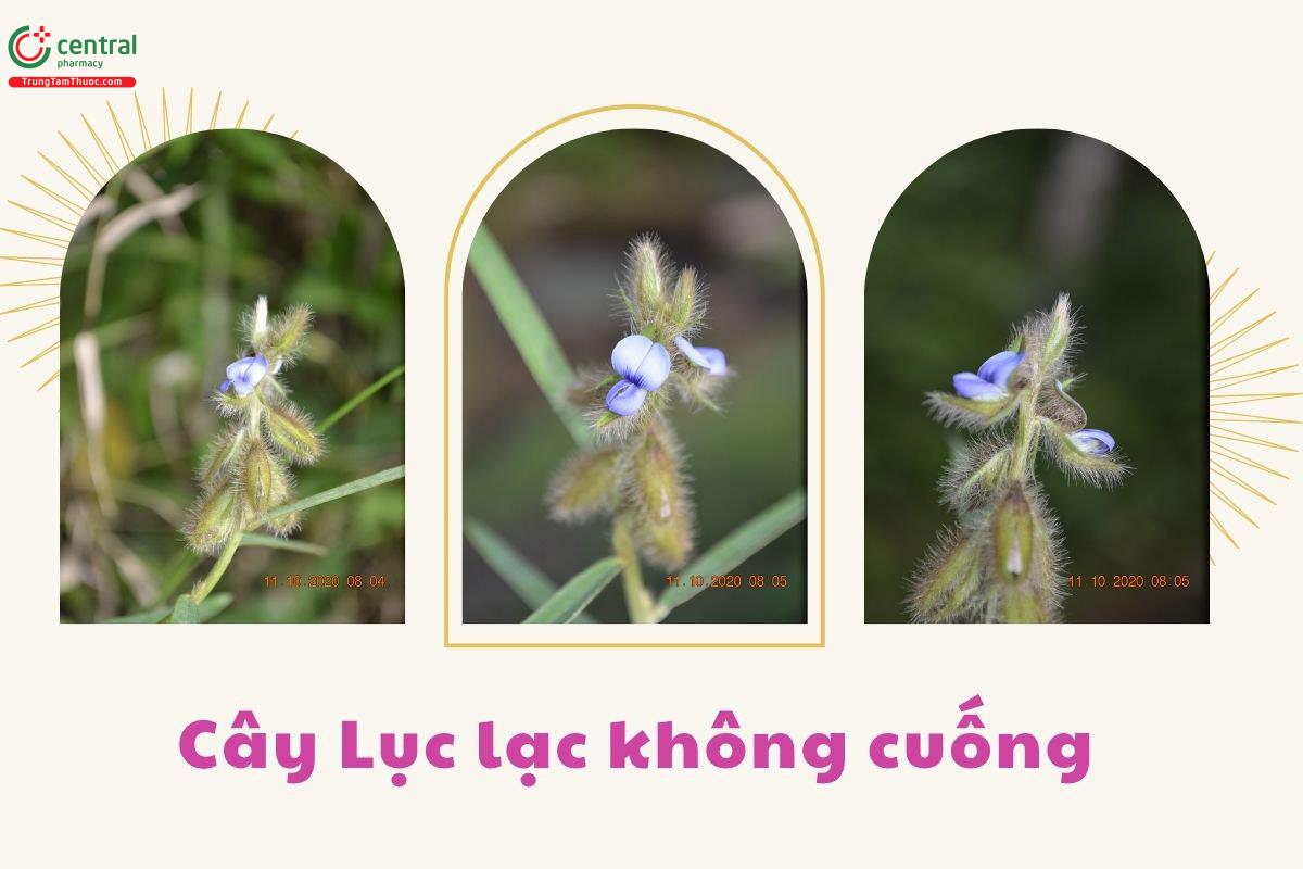 Thành phần hóa học