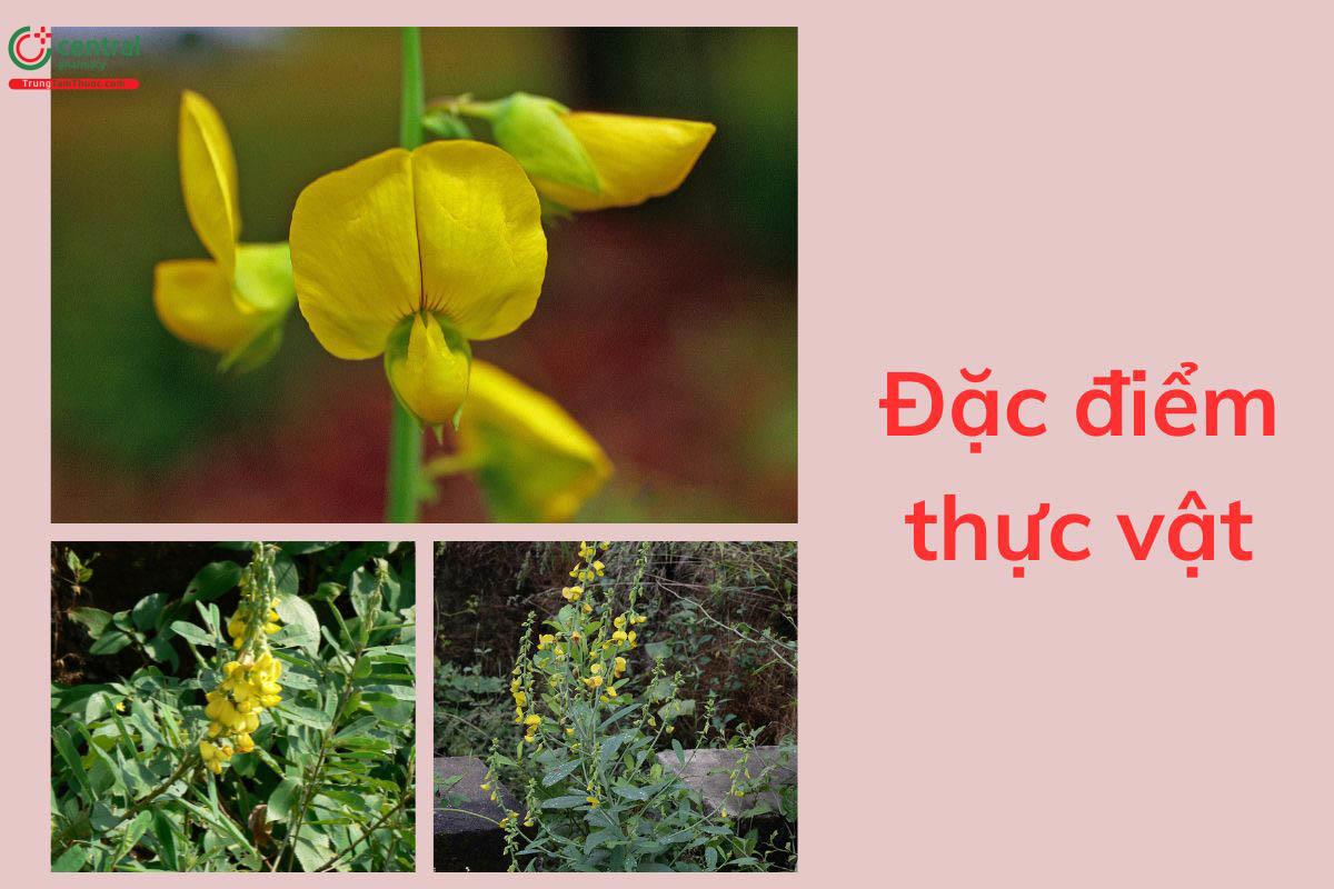 Đặc điểm thực vật