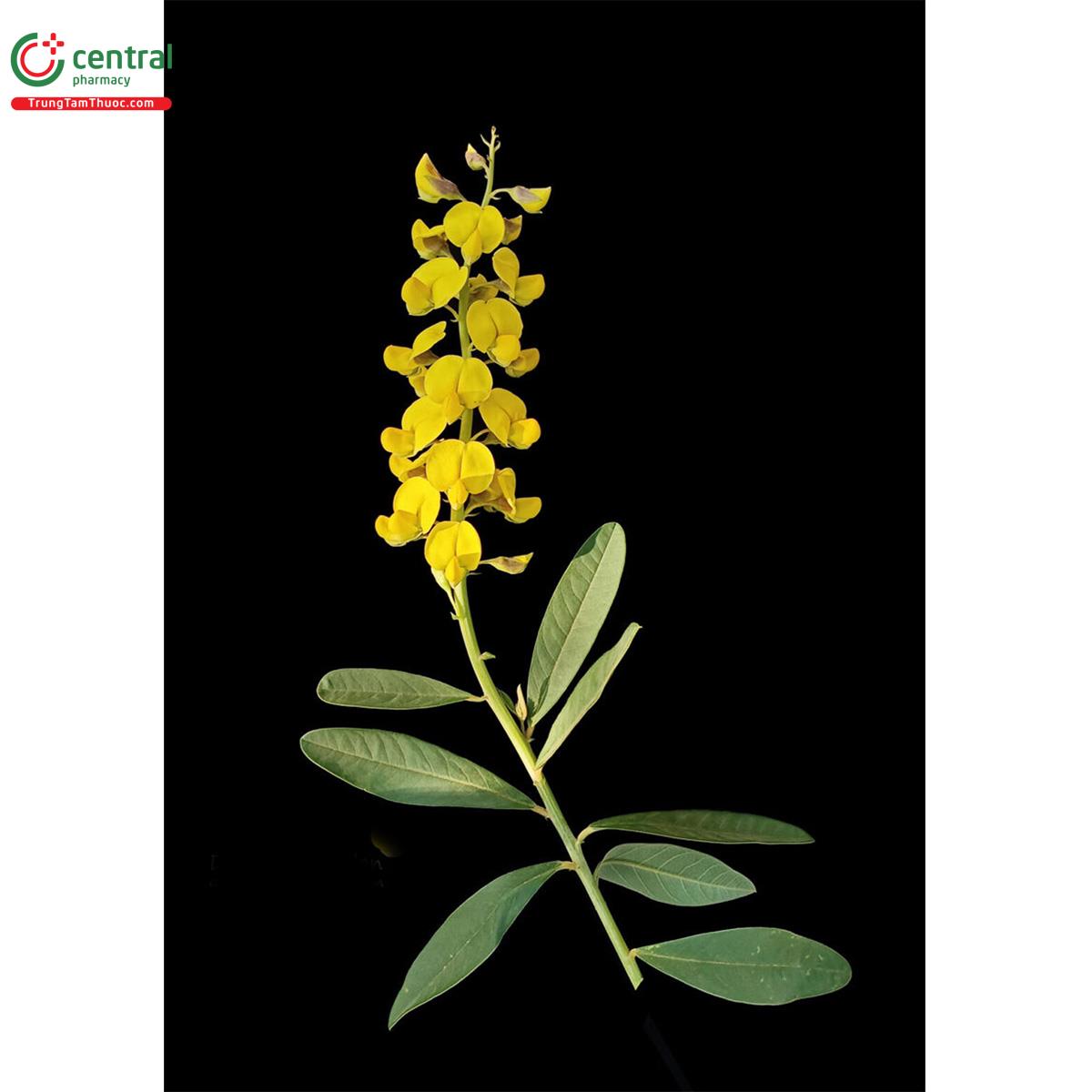 Hoa của cây Lục lạc lá ổi tròn