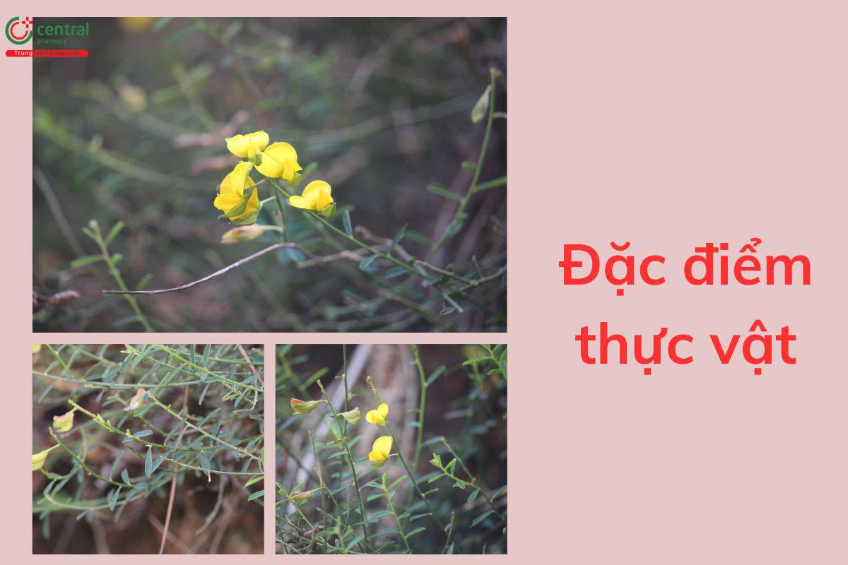 Đặc điểm thực vật