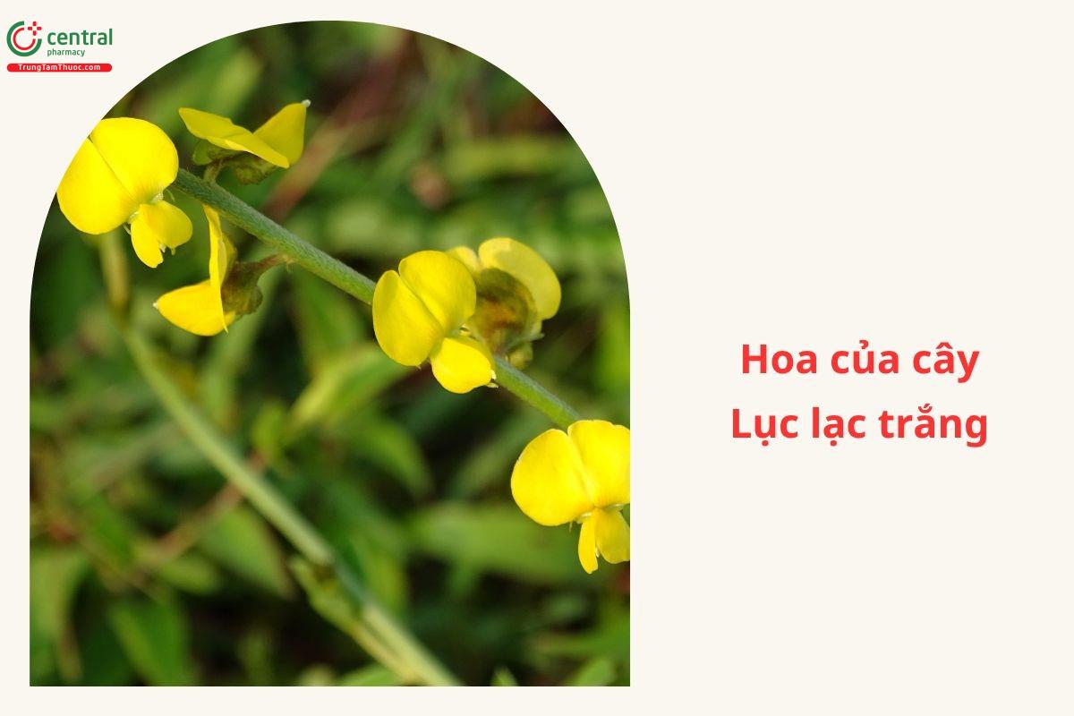 Công dụng theo Y học cổ truyền