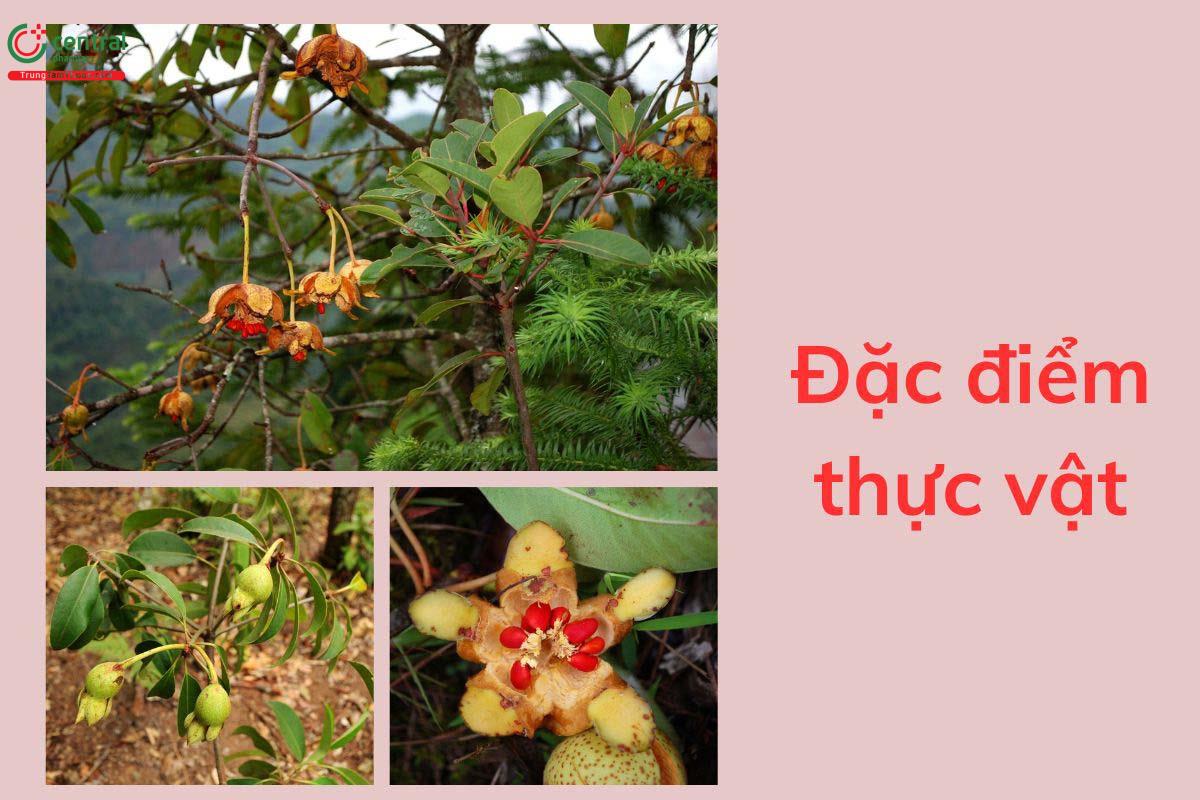 Đặc điểm phân bố