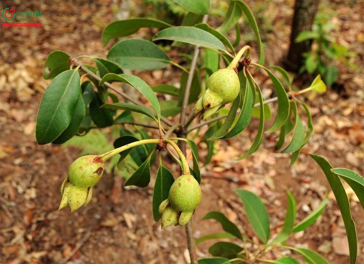 Hình ảnh cây Lương xương