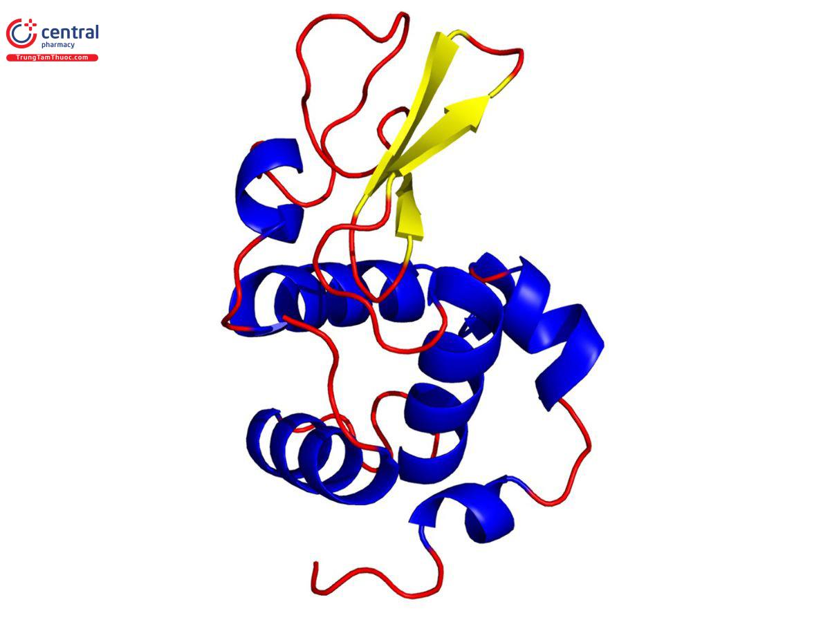 Công thức cấu tạo của Lysozyme