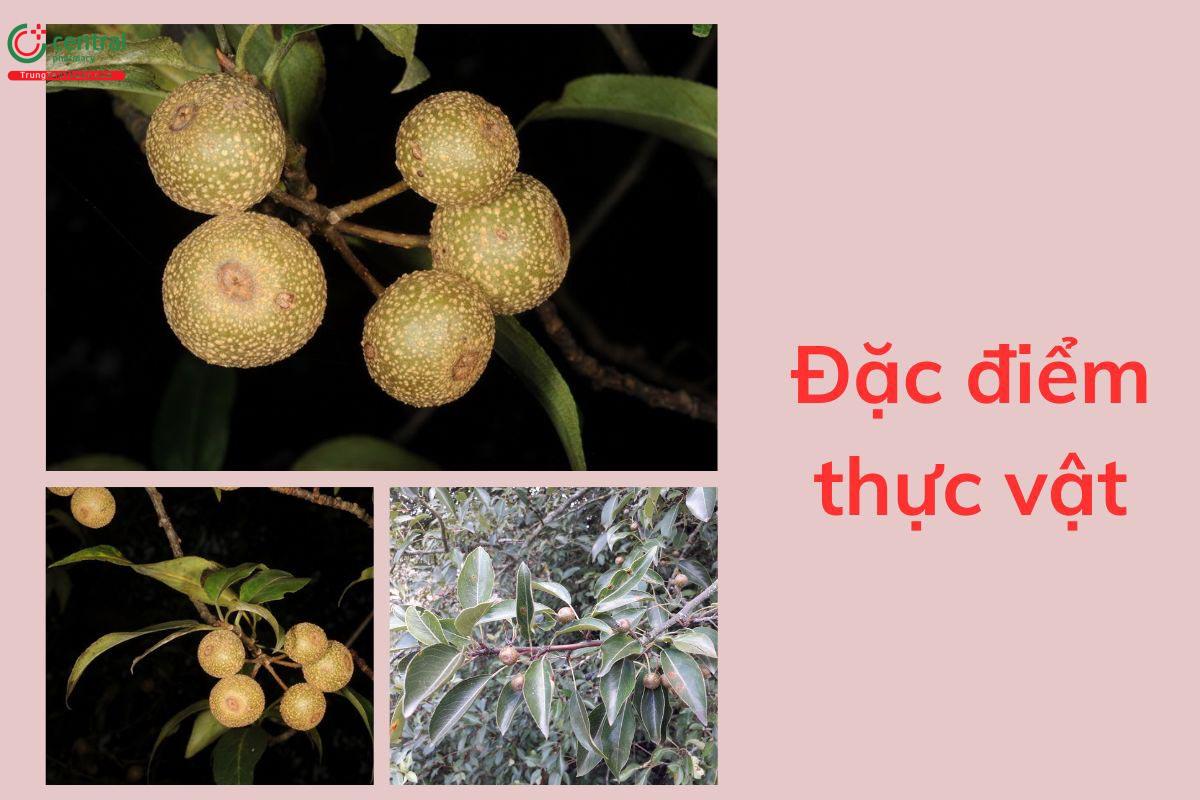 Đặc điểm thực vật