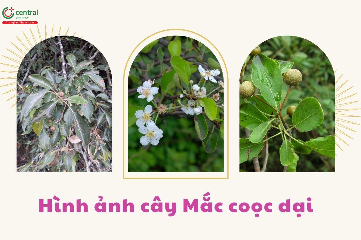 Đặc điểm phân bố