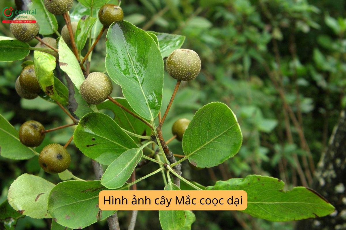 Tác dụng của cây Mắc coọc dại
