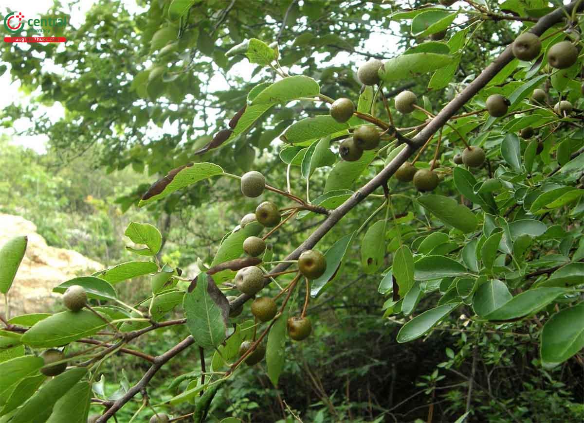 Tác dụng của cây Mắc coọc dại