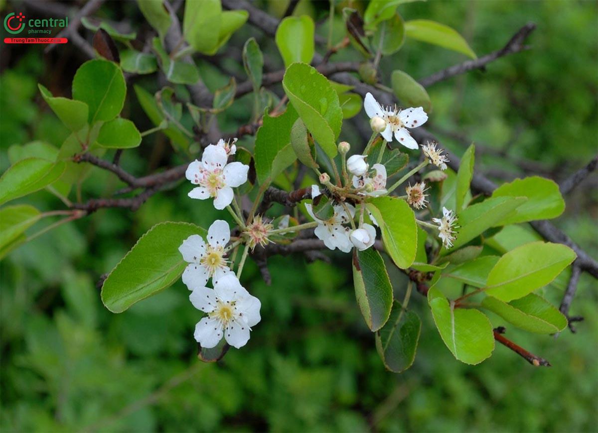 Công dụng theo Y học cổ truyền