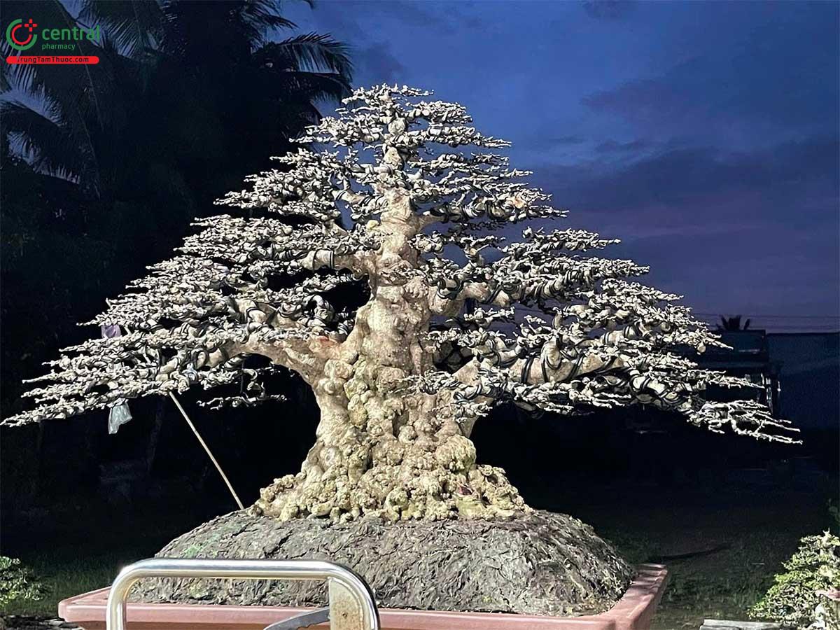 Hình ảnh cây Mai Chiếu Thủy 5 thân đẹp