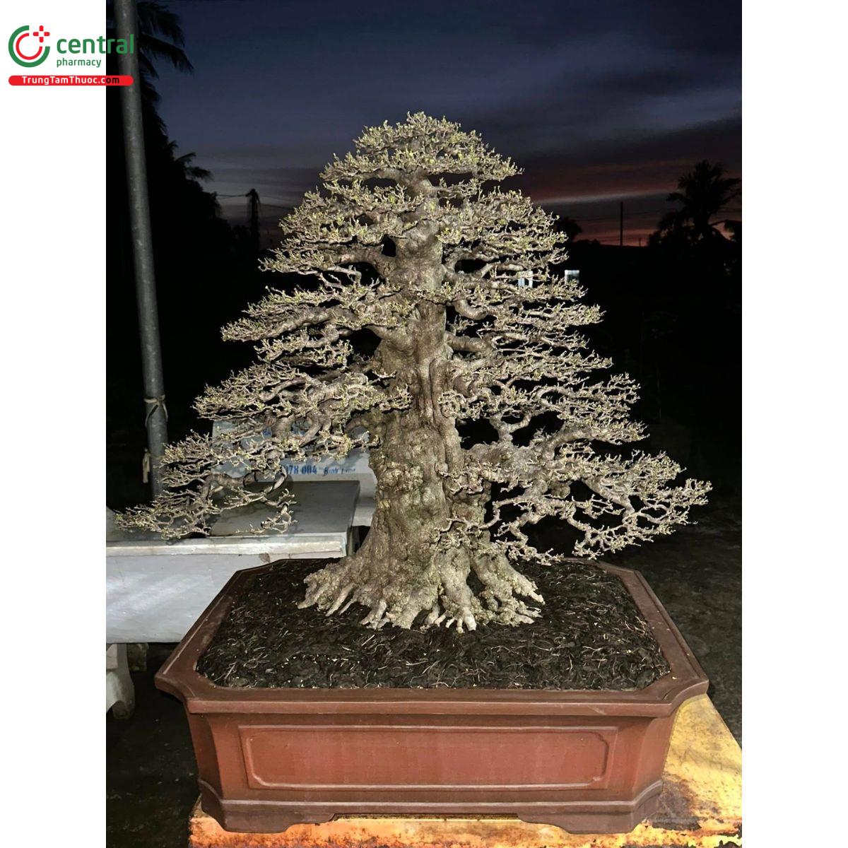 Hình ảnh cây Mai Chiếu Thủy