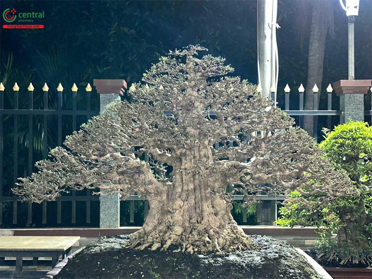 Hình ảnh cây Mai Chiếu Thủy 5 thân đẹp