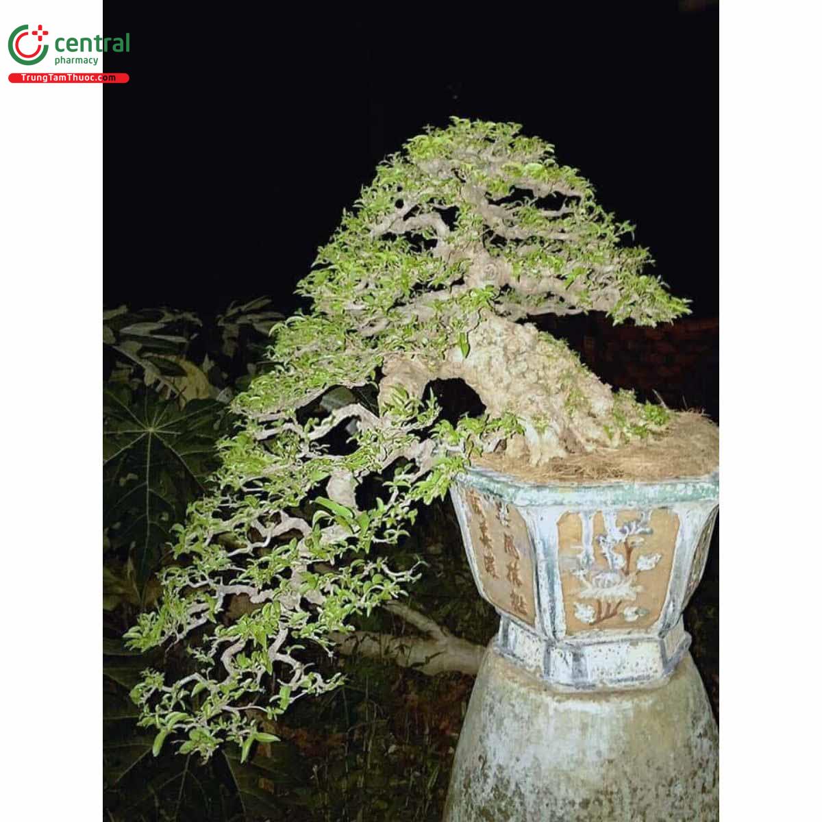 Mai chiếu thủy bonsai đẹp ở Việt Nam