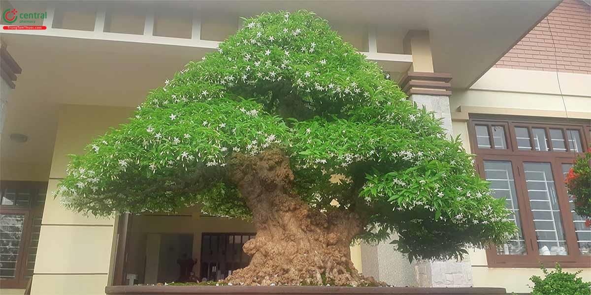 Mai chiếu thủy bonsai đẹp ở Việt Nam