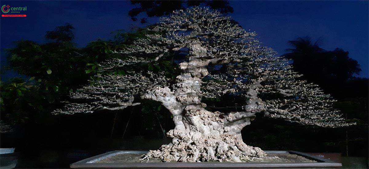 Mai chiếu thủy bonsai đẹp ở Việt Nam