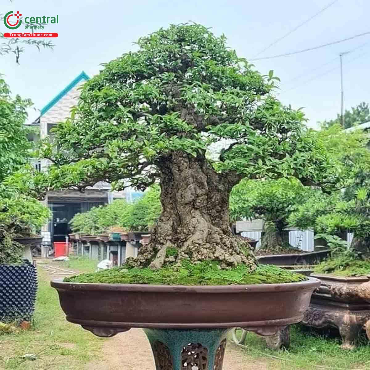 Mai chiếu thủy bonsai đẹp ở Việt Nam