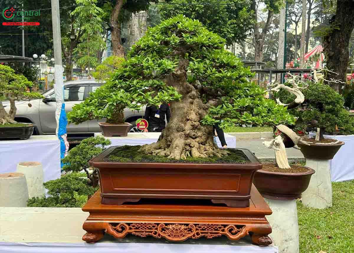 Hình ảnh cây Mai chiếu thủy bonsai dáng đẹp